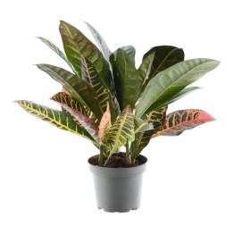 Codiaeum Variegatum 'Petra' - 30 Cm - Ø12