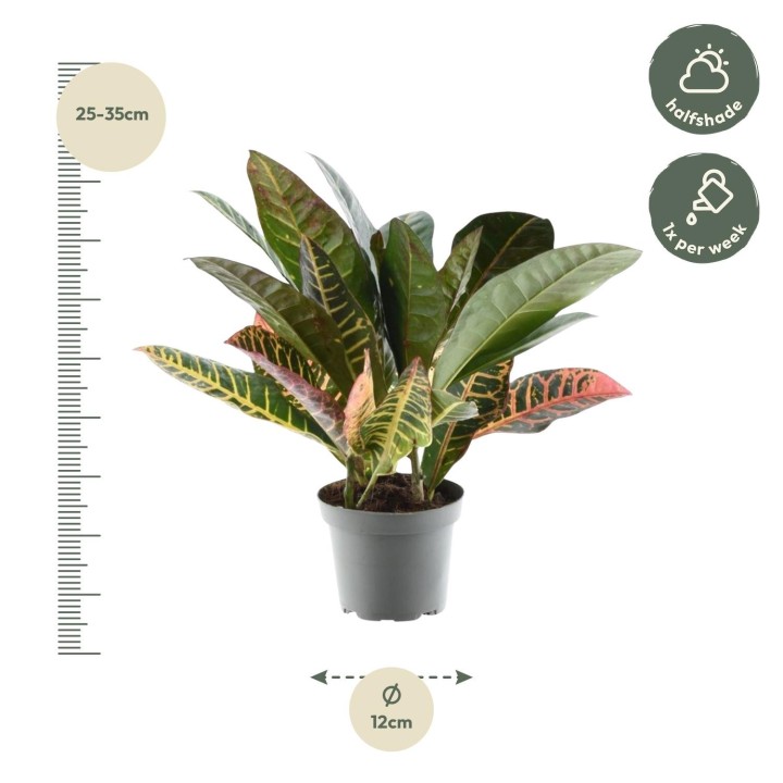 Codiaeum Variegatum 'Petra' - 30 Cm - Ø12