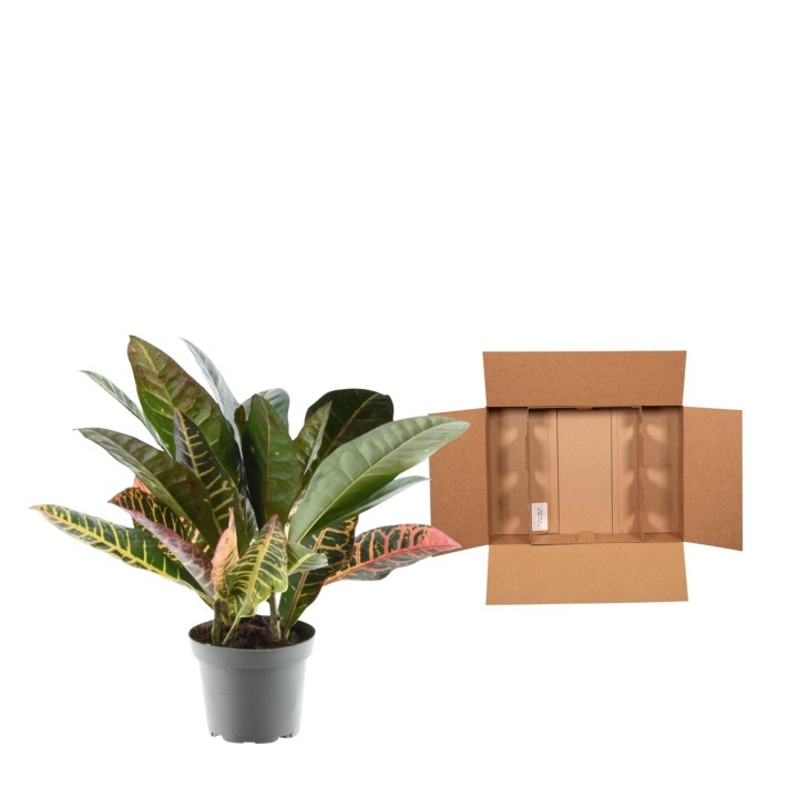Codiaeum Variegatum 'Petra' - 30 Cm - Ø12