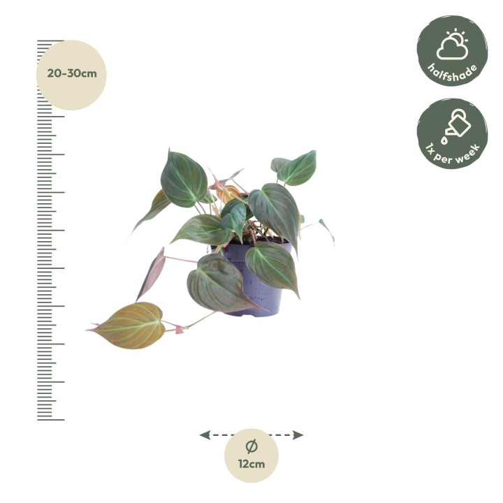 Philodendron Scandens 'Micans' - 25 Cm - Ø12