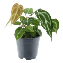 Anthurium Chrystallium - 35 Cm - Ø12