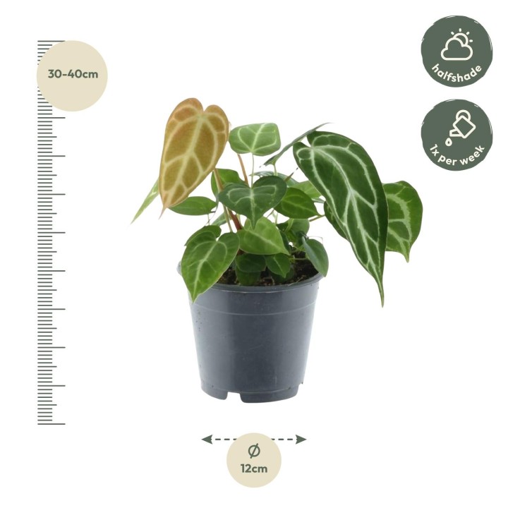 Anthurium Chrystallium - 35 Cm - Ø12