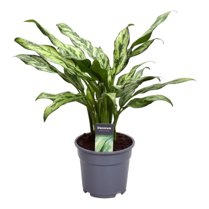 Aglaonema Juliette - 40 Cm - Ø12