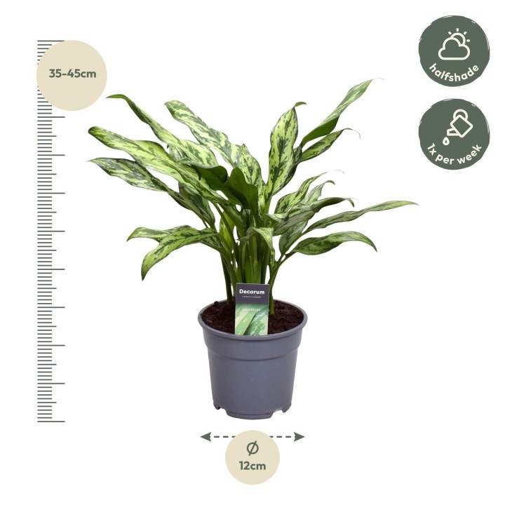 Aglaonema Juliette - 40 Cm - Ø12