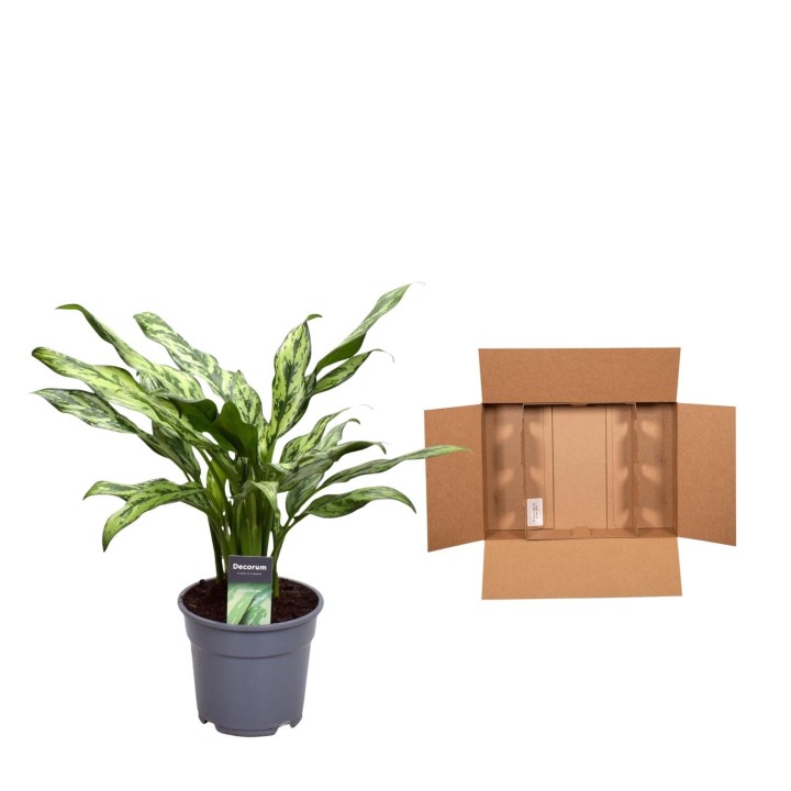 Aglaonema Juliette - 40 Cm - Ø12