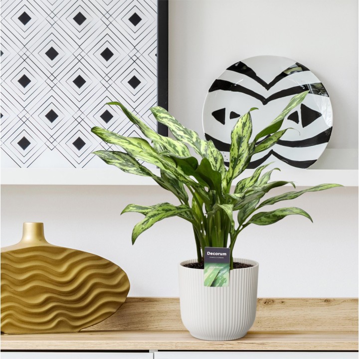 Aglaonema Juliette - 40 Cm - Ø12