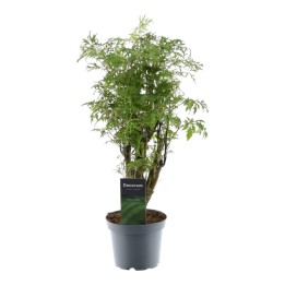 Polyscias Hawaiiana Ming - 45 Cm - Ø12