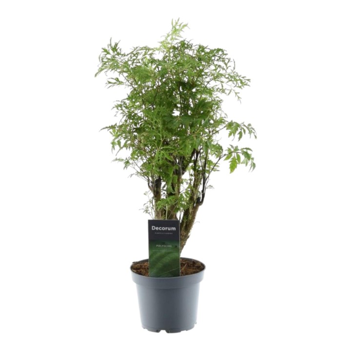 Polyscias Hawaiiana Ming - 45 Cm - Ø12