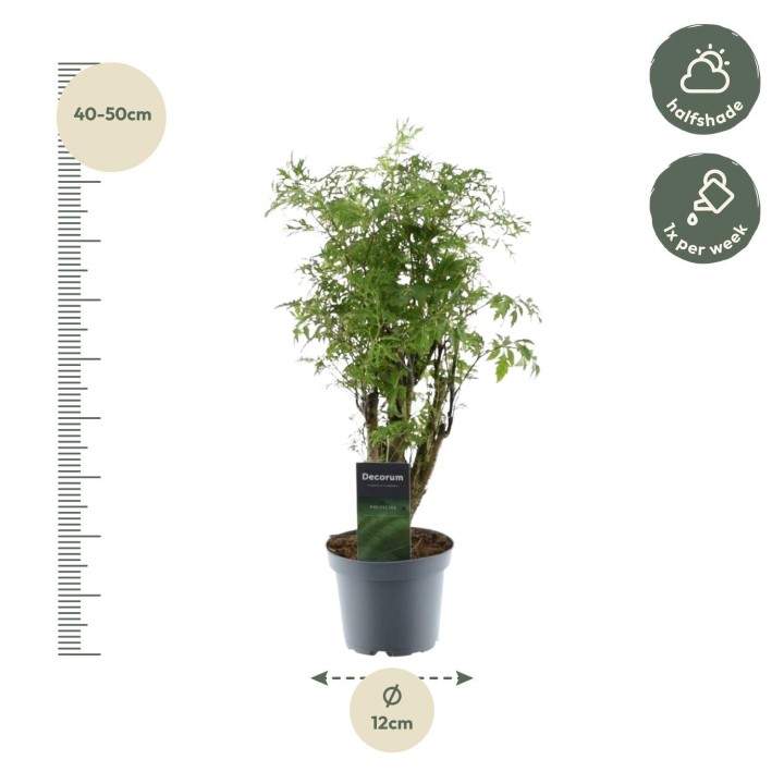 Polyscias Hawaiiana Ming - 45 Cm - Ø12