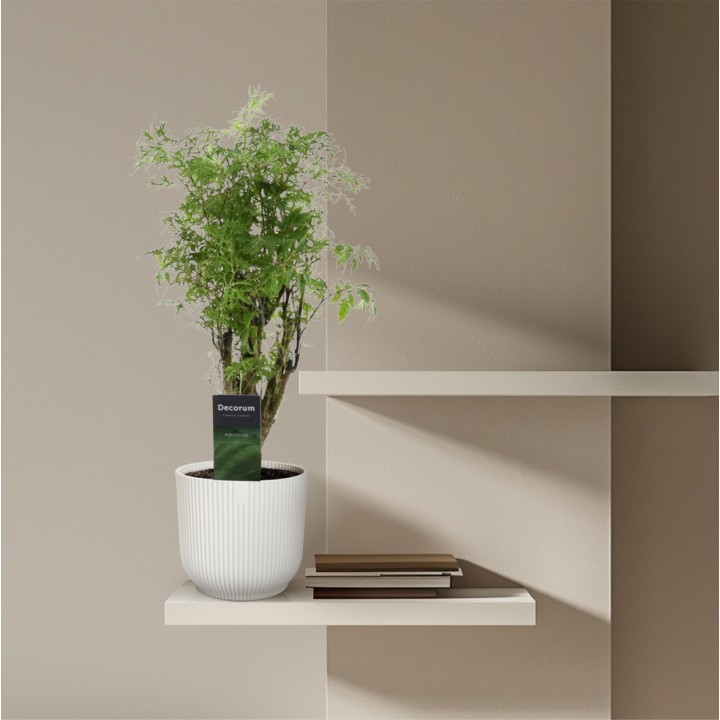 Polyscias Hawaiiana Ming - 45 Cm - Ø12