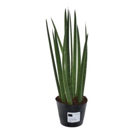 Sansevieria Cylindrica 'Bacularis' / Mikado - 38 Cm - Ø10,5