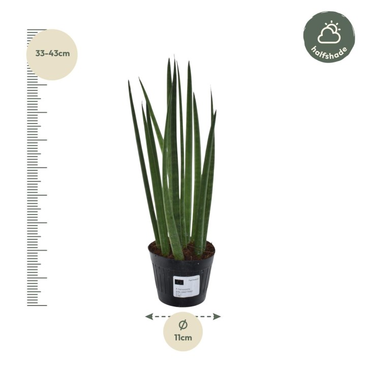 Sansevieria Cylindrica 'Bacularis' / Mikado - 38 Cm - Ø10,5