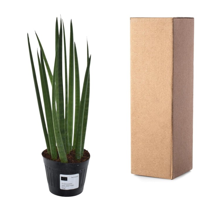 Sansevieria Cylindrica 'Bacularis' / Mikado - 38 Cm - Ø10,5