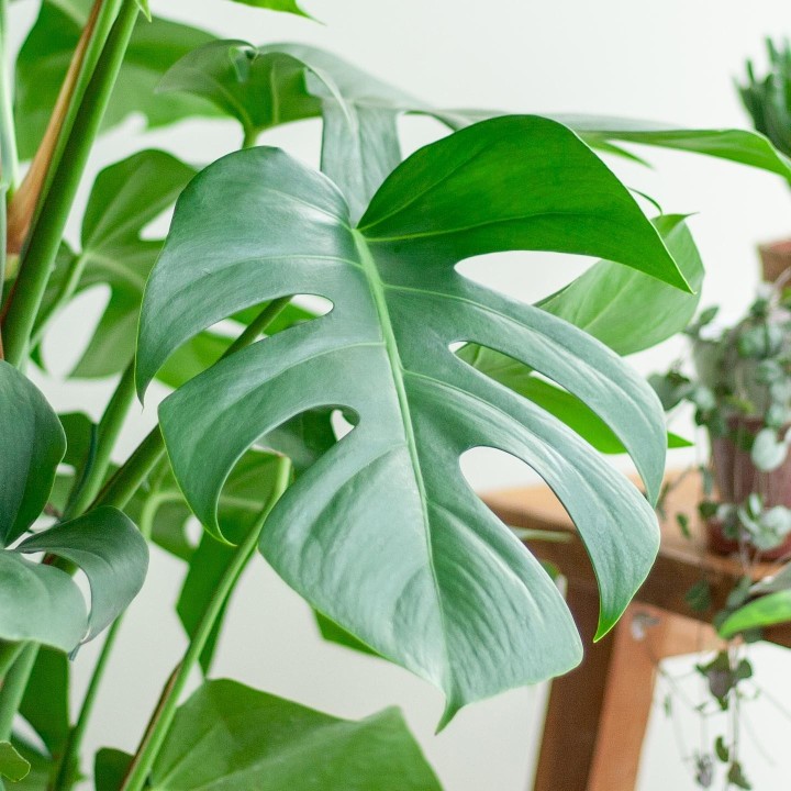 Monstera Deliciosa Xl  With Basket Torun - 120Cm - Ø24