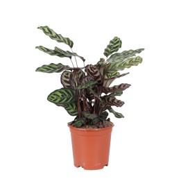 Calathea Makoyana Ø21Cm - ↕70Cm