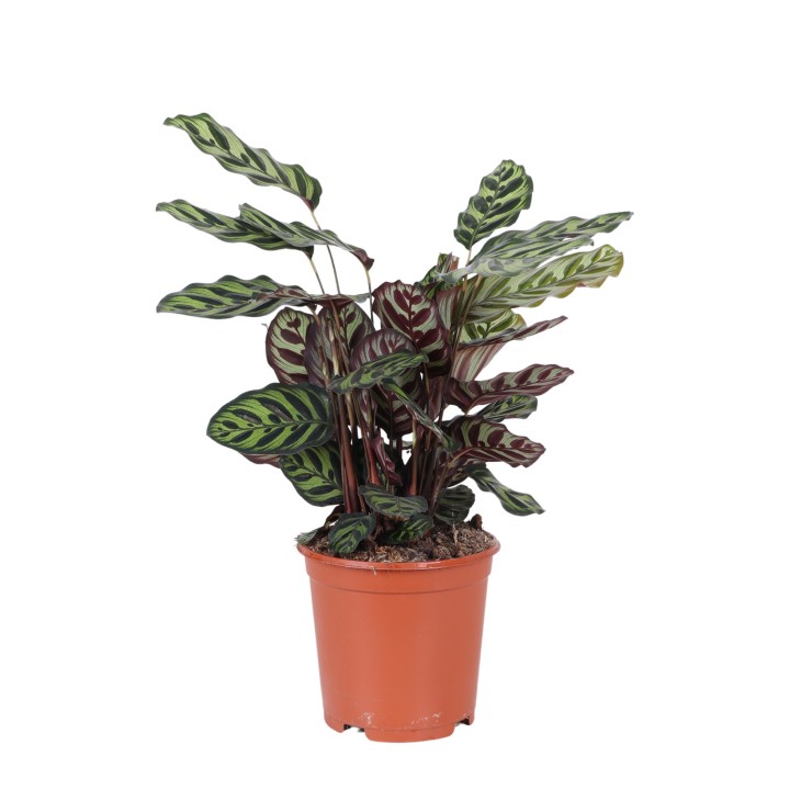 Calathea Makoyana Ø21Cm - ↕70Cm