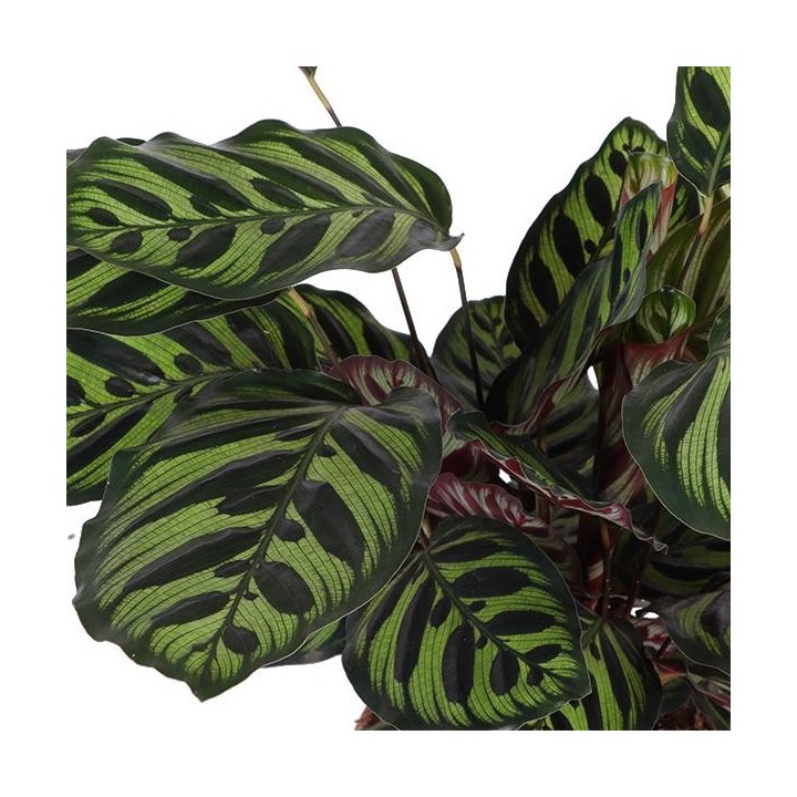 Calathea Makoyana Ø21Cm - ↕70Cm