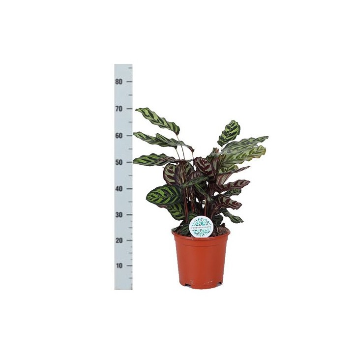 Calathea Makoyana Ø21Cm - ↕70Cm