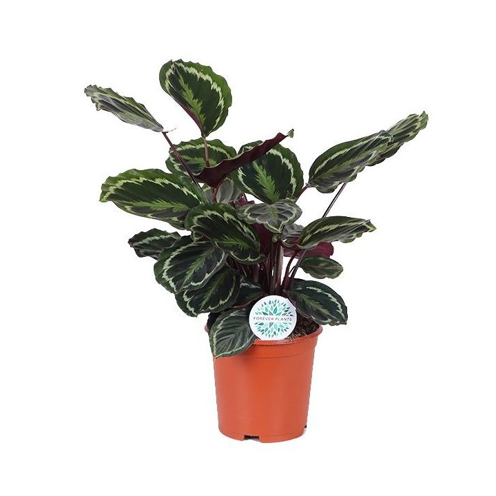 Calathea Medaillon Ø21Cm - ↕70Cm