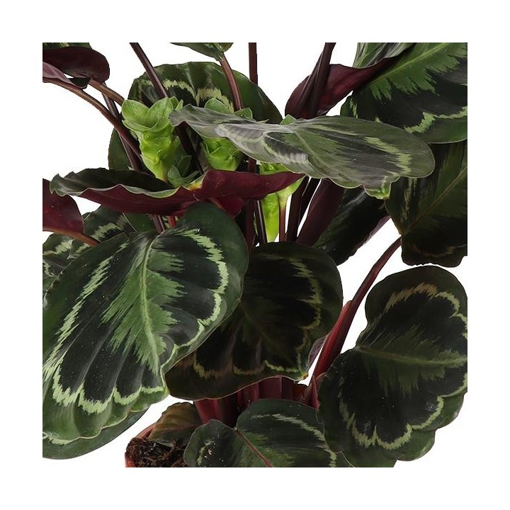 Calathea Medaillon Ø21Cm - ↕70Cm