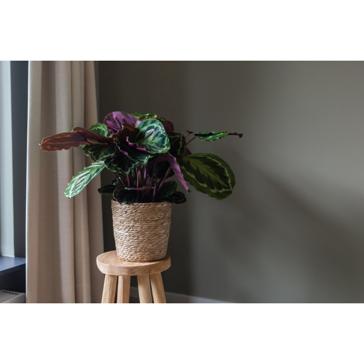 Calathea Medaillon Ø21Cm - ↕70Cm