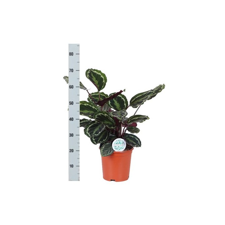 Calathea Medaillon Ø21Cm - ↕70Cm