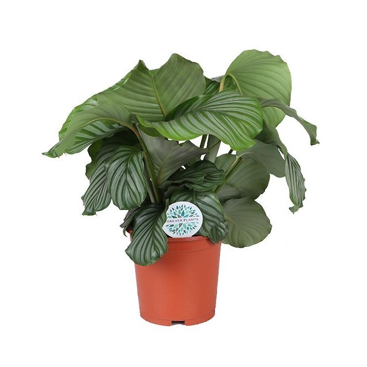 Calathea Orbifolia Ø21Cm - ↕70Cm