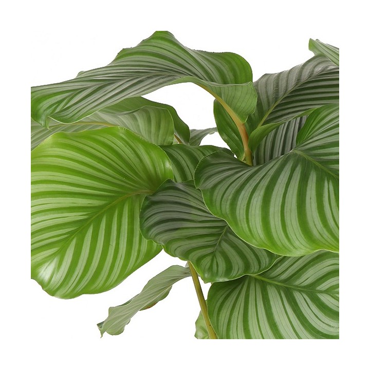 Calathea Orbifolia Ø21Cm - ↕70Cm