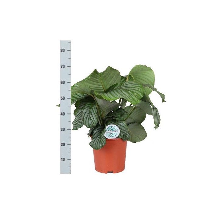 Calathea Orbifolia Ø21Cm - ↕70Cm