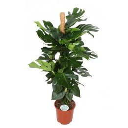 Monstera With Moss Pole