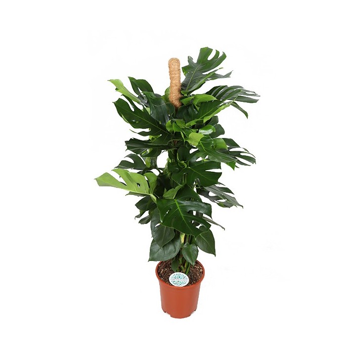 Monstera With Moss Pole