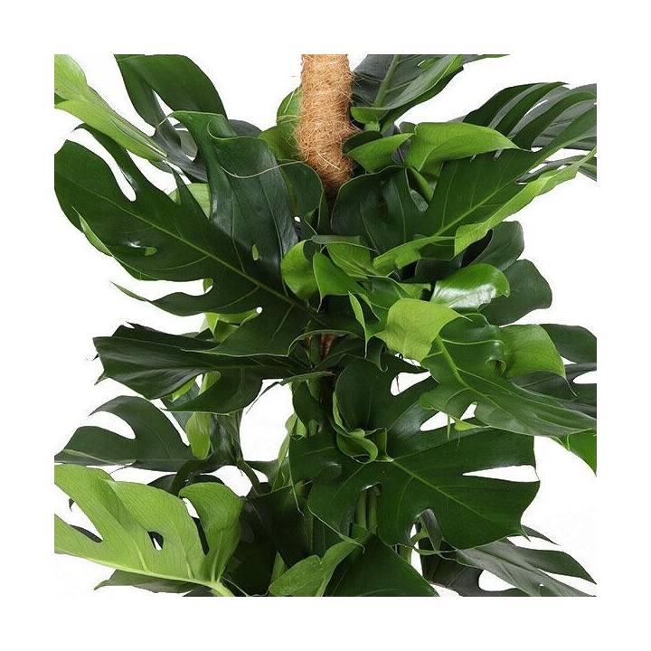 Monstera With Moss Pole