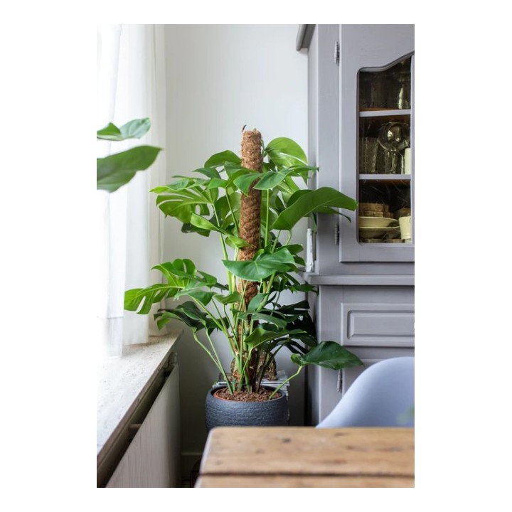 Monstera With Moss Pole