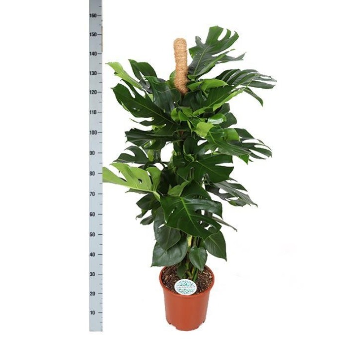 Monstera With Moss Pole