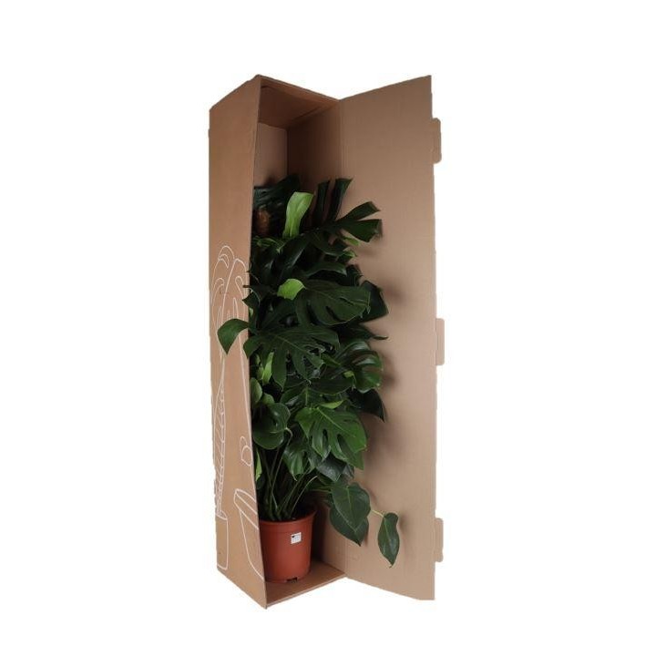 Monstera With Moss Pole