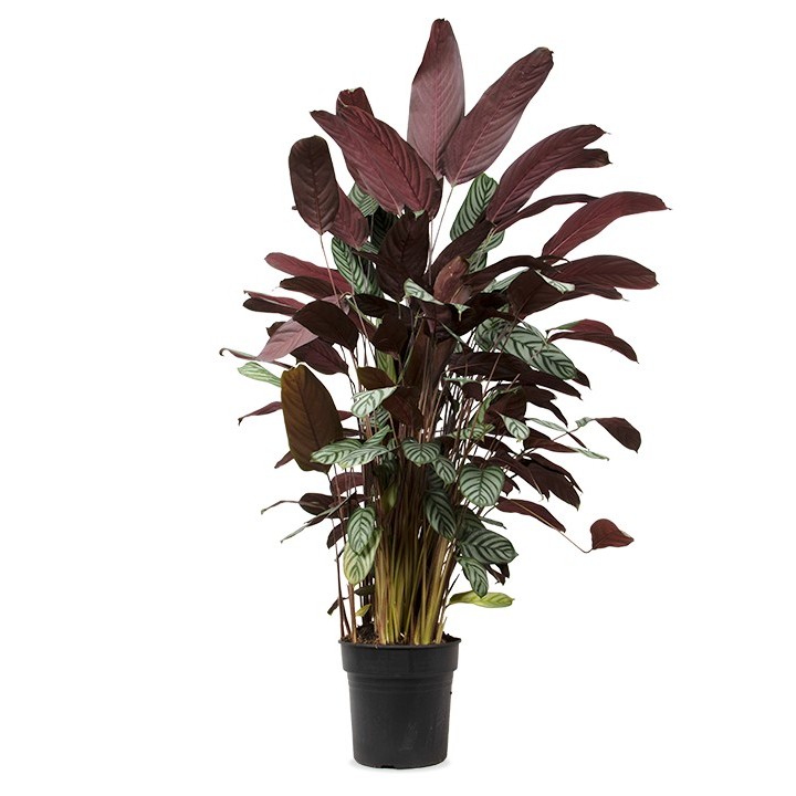 Ctenanthe Oppenheimiana