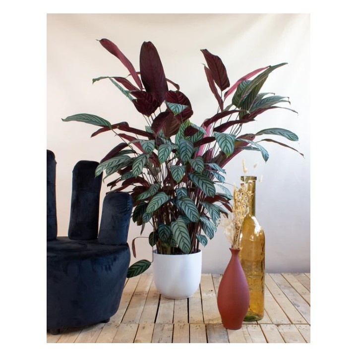 Ctenanthe Oppenheimiana