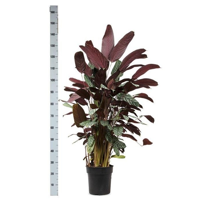 Ctenanthe Oppenheimiana