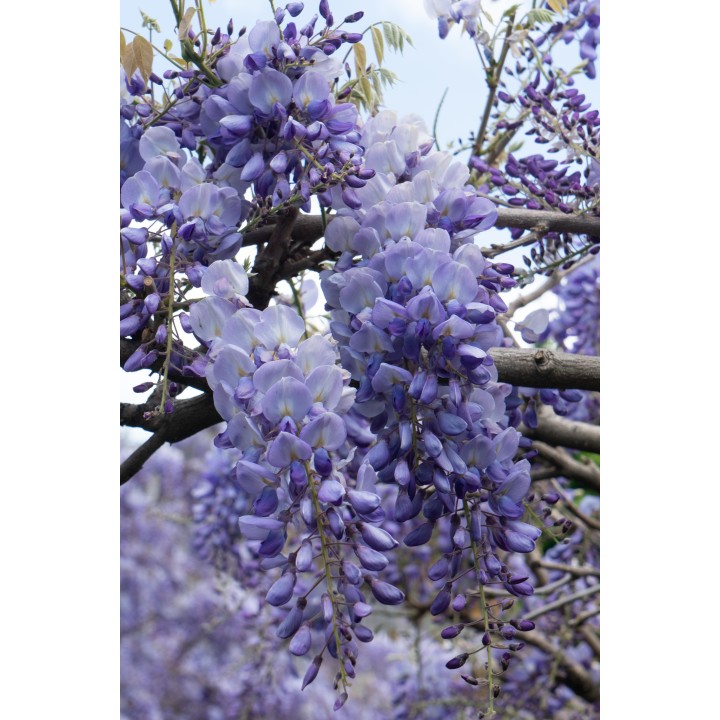 Wisteria Sinensis 'Prolific' - Blue Rain - Ø15Cm - ↕65Cm
