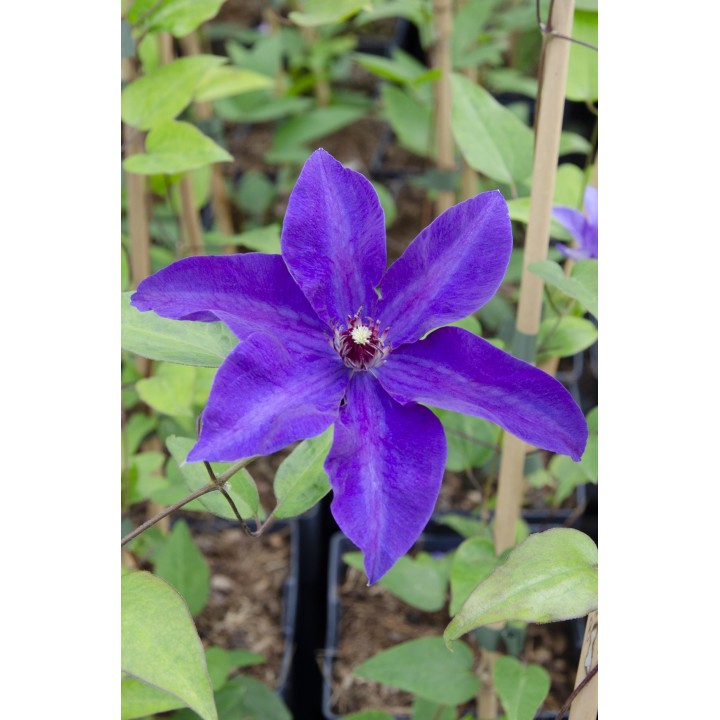 Clematis The President - Clematis Purple - Ø15Cm - ↕65Cm