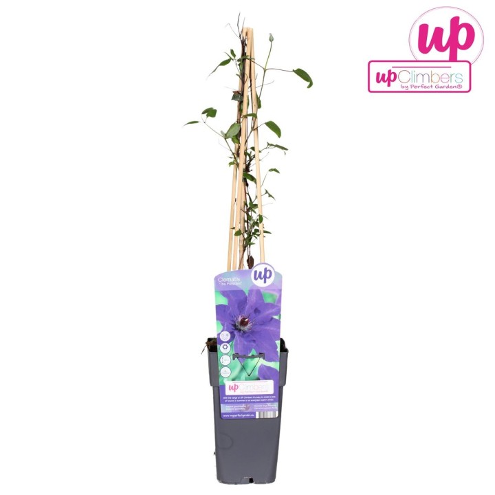 Clematis The President - Clematis Purple - Ø15Cm - ↕65Cm