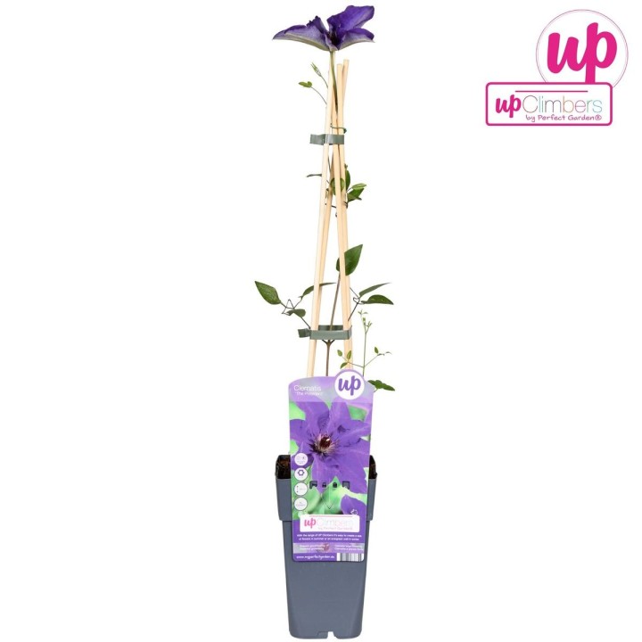 Clematis The President - Clematis Purple - Ø15Cm - ↕65Cm