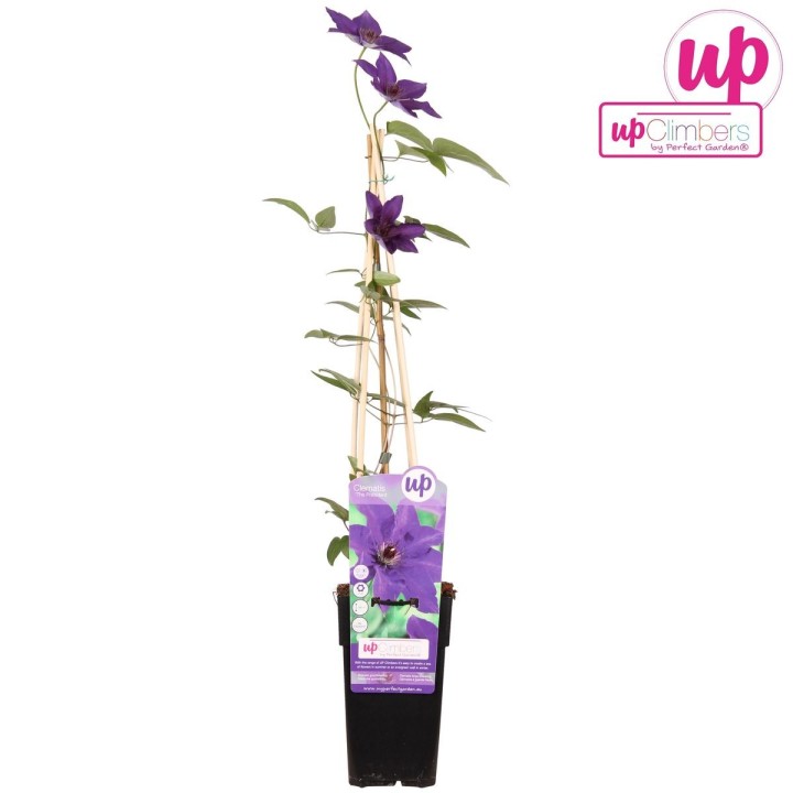 Clematis The President - Clematis Purple - Ø15Cm - ↕65Cm