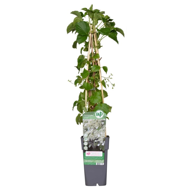 Hydrangea Petiolaris - Klimhortensia - Ø15Cm - ↕65Cm