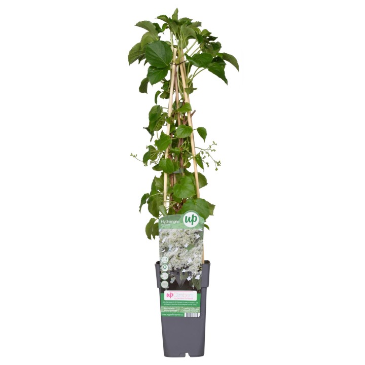 Hydrangea Petiolaris - Klimhortensia - Ø15Cm - ↕65Cm