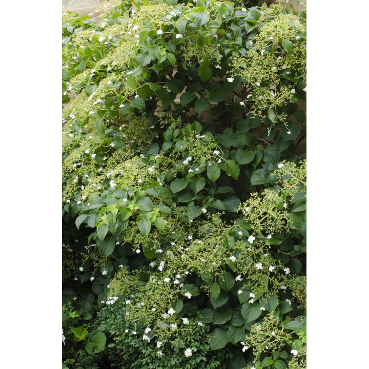 Hydrangea Petiolaris - Klimhortensia - Ø15Cm - ↕65Cm