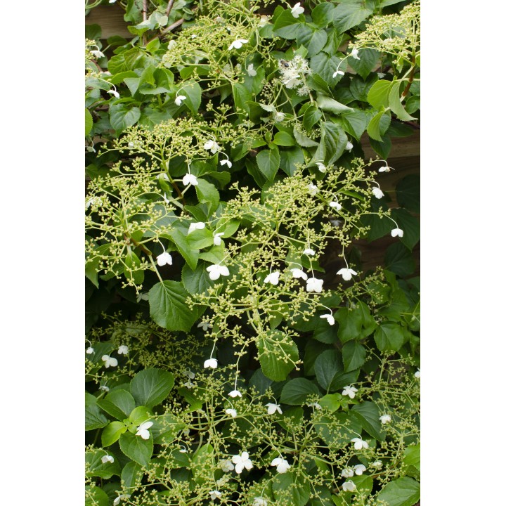 Hydrangea Petiolaris - Klimhortensia - Ø15Cm - ↕65Cm