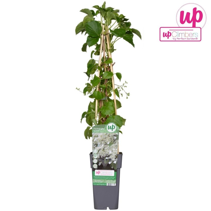 Hydrangea Petiolaris - Klimhortensia - Ø15Cm - ↕65Cm