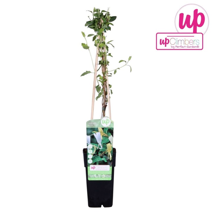 Lonicera Japonica 'Halliana' - Ø15Cm - ↕65Cm