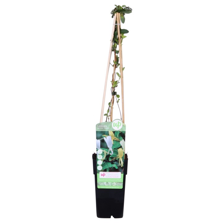 Lonicera Japonica 'Halliana' - Ø15Cm - ↕65Cm